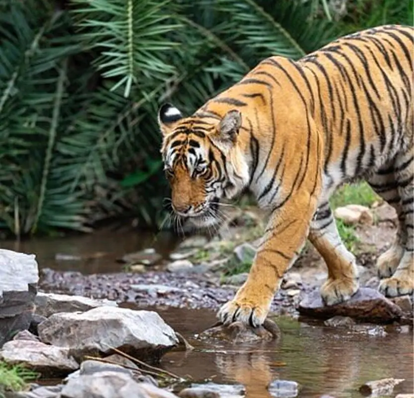 Rajasthan Wildlife Tour with Ranthambore