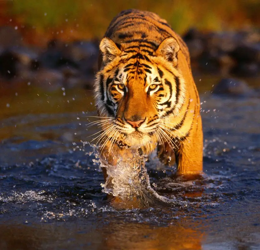 North India Wildlife & Heritage Tour with Golden Triangle & Ranthambore Safari