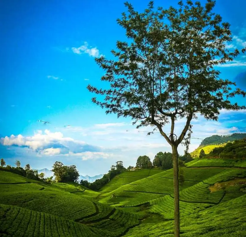 Luxury Tamil Nadu Hill Stations Tour | 10 Days Private Holiday
